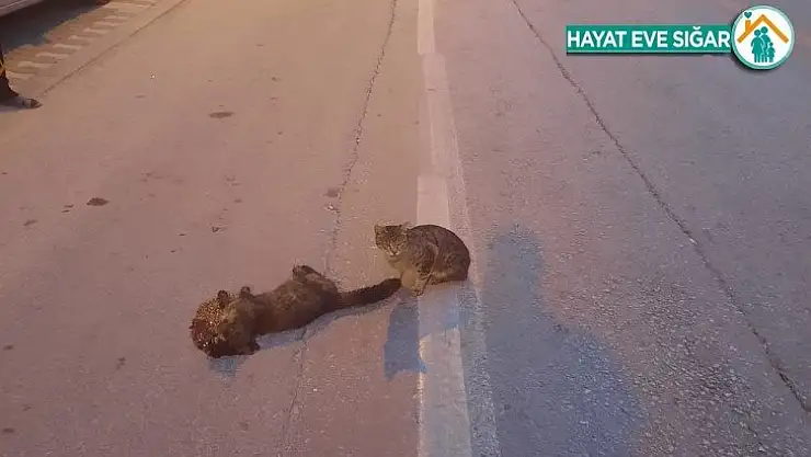 Vefalı kedi duygulandırdı