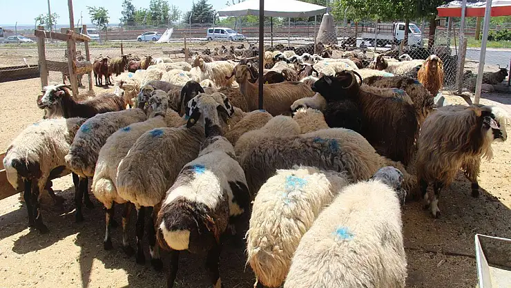 Vekaletle Kurban Kesim Bedelleri Belli Oldu Detaylar Haberimizde