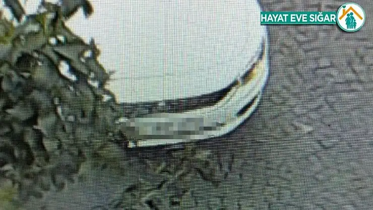 Vicdansız sürücü Eminönü'nde güvercinleri ezdi