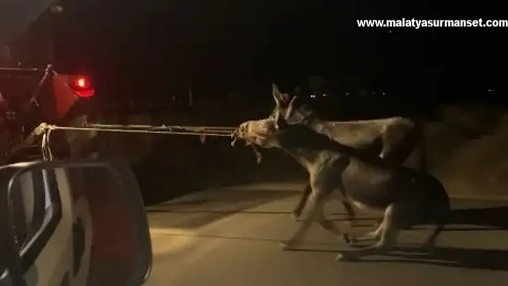 Vicdansız sürücü, traktörün arkasına bağladığı eşekleri sürükleyerek götürdü