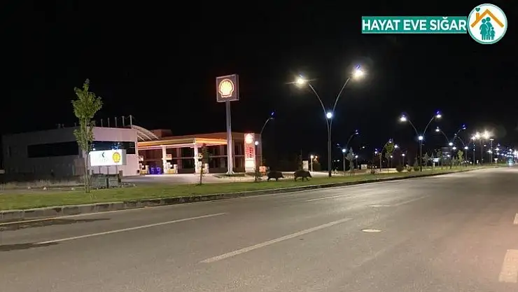 Yaban domuzları kent merkezine indi
