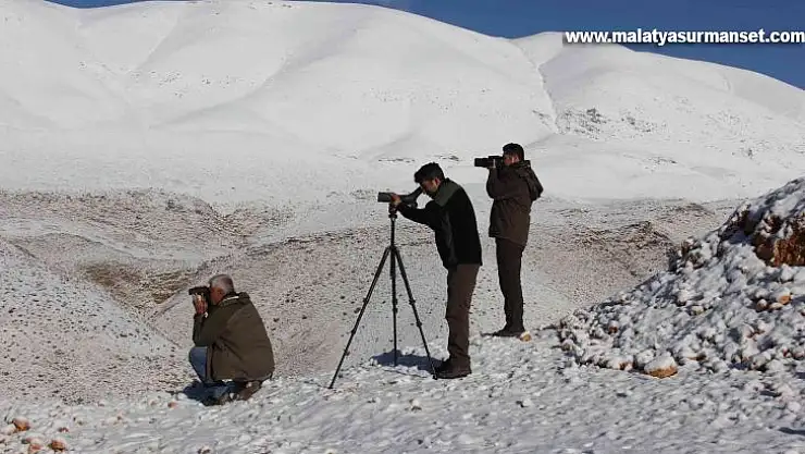Yaban keçilerinin envanteri çıkartılıyor