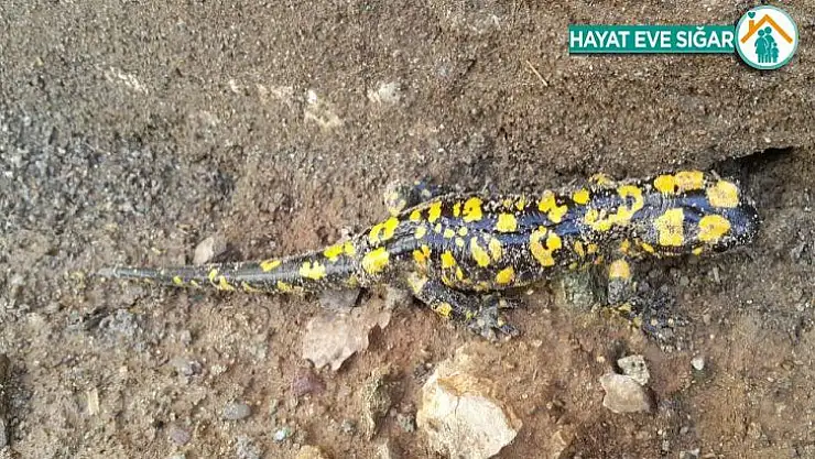 Yağışlarla beraber 'Benekli Semenderler' ortaya çıktı