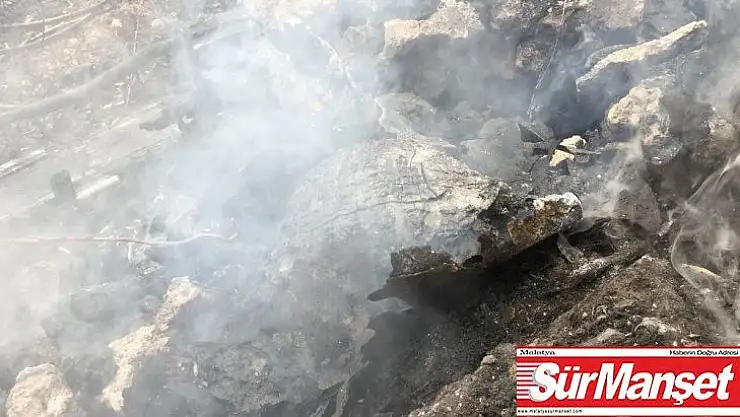 Yanan kaplumbağanın görüntüsü yürekleri sızlattı