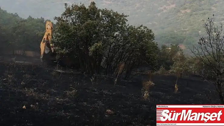 Yangında, ağaçlar zarar gördü