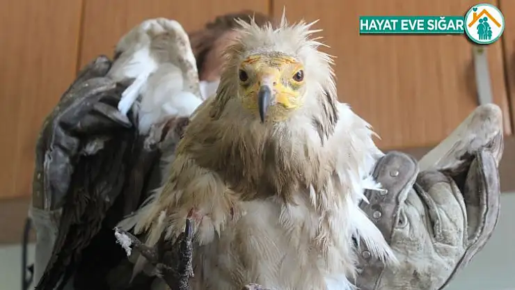 Yaralı 'Mısır Akbabası' tedavi altına alındı, bir daha uçamayacak