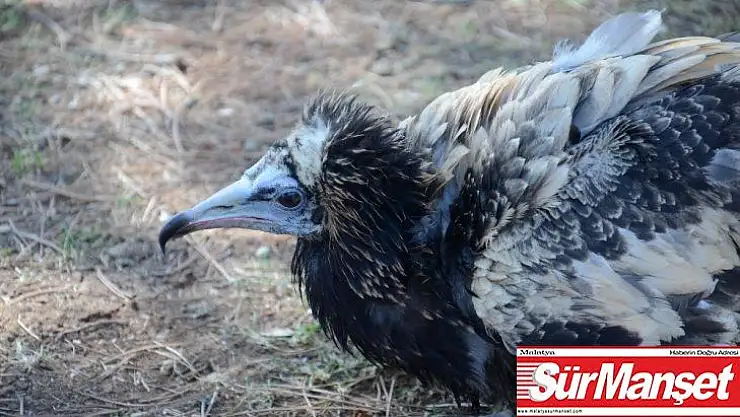 Yaralı akbaba, jandarma ekipleri tarafından kurtarıldı