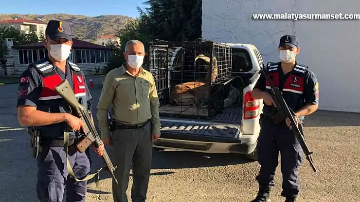 Yaralı dağ keçisi tedavi altına alındı