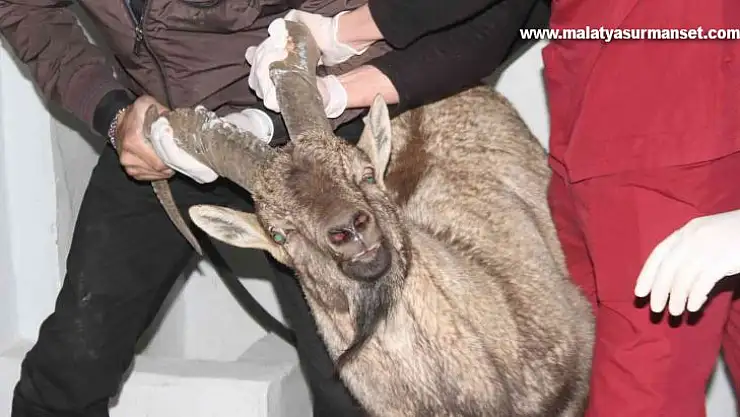 Yaralı dağ keçisi tedavi altına alındı