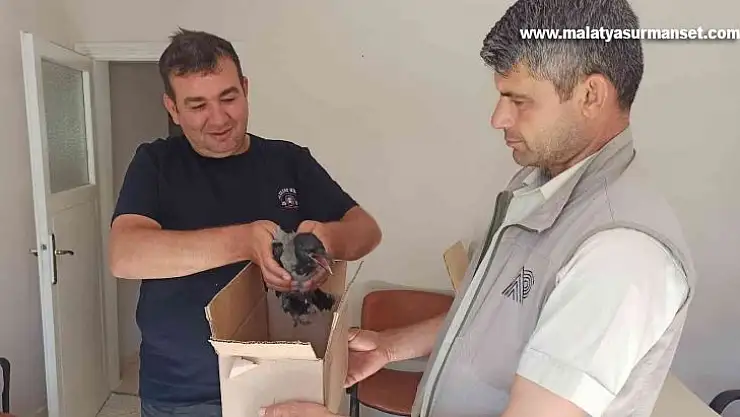 Yaralı karga tedavi altına alındı