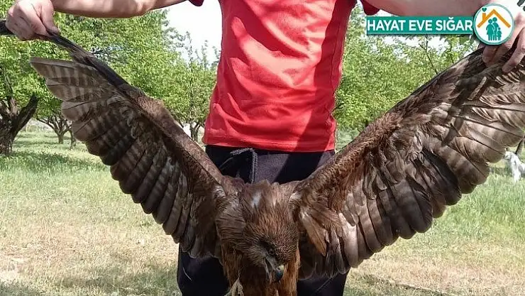 Yaralı Kartal tedavi edilmeyi bekliyor