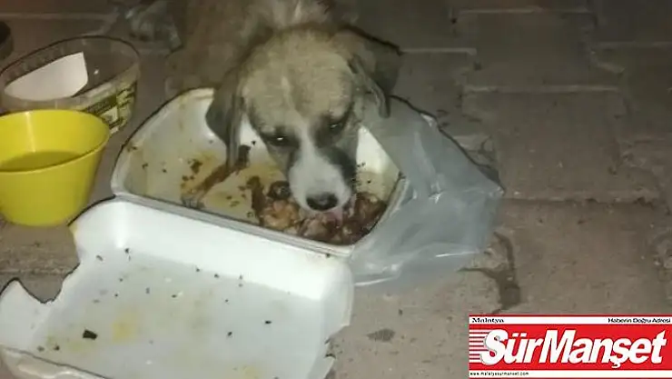 Yaralı köpek tedavi altına alındı