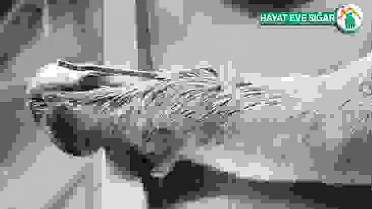 Yaralı köpek tedavi edildi