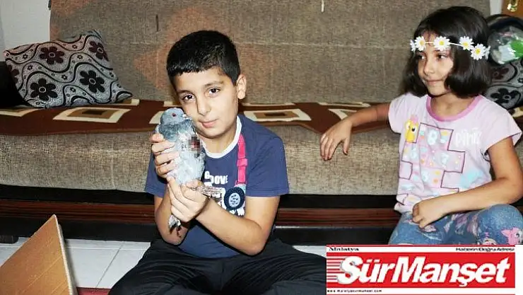 Yaralı kumruya miniklerden şefkat eli