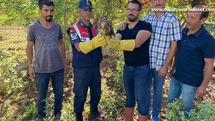 Yaralı şahin tedavi altına alındı