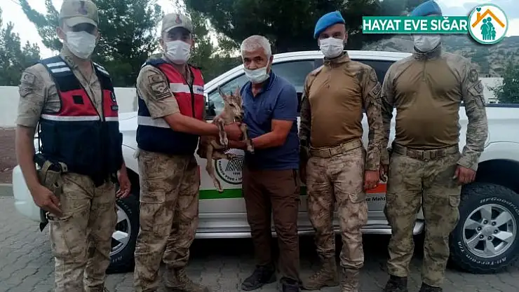 Yaralı yavru dağ keçisi tedaviye alındı