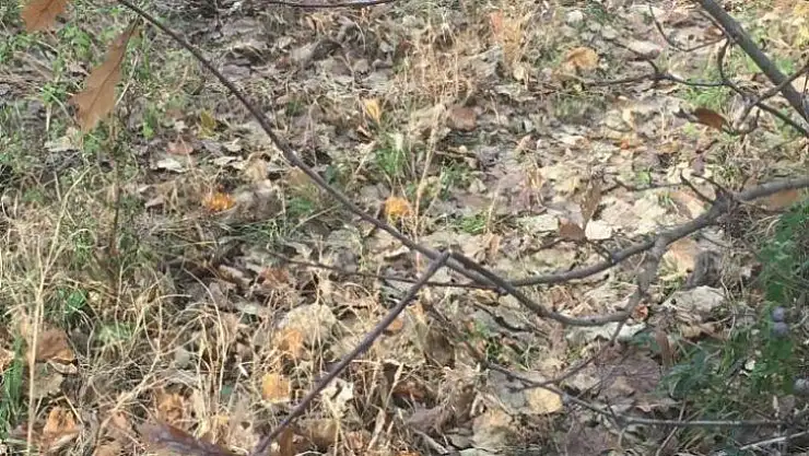 Yaşlı kadın 29 gün sonra ölü bulundu