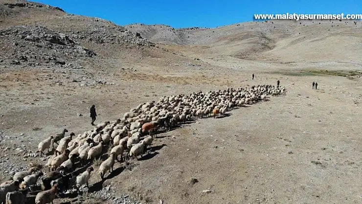 Yaylalarda otlayan hayvanların eve dönüş yolculuğu başladı