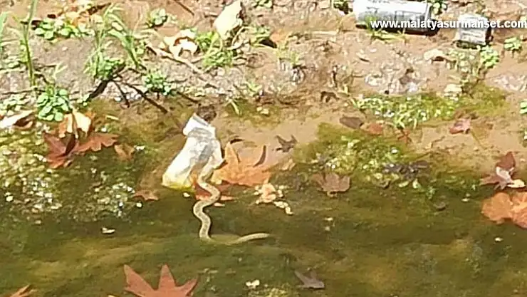 Yemişen Deresindeki yılanlar paniğe neden oluyor