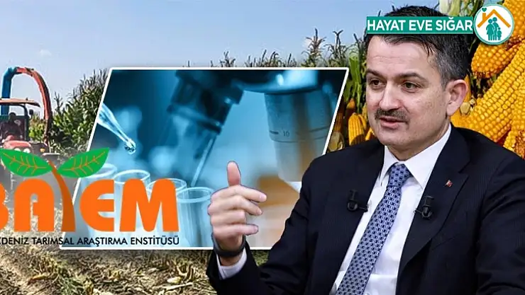 Yeni Geliştirilen Silajlık Mısır Çeşidi Ekonomiye 100 Milyon Lira Katkı Sağlayacak