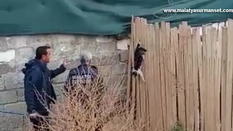 Yer çekimine karşı koyan kedi