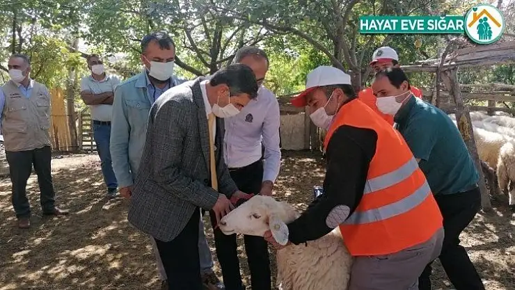 Yerli ırk hayvancılığın gelişmesi için bilgilendirme