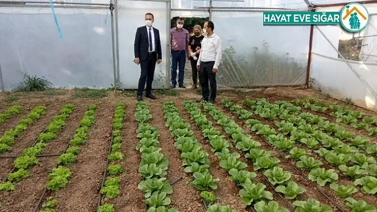Yeşil gıda seracılıkta kış dönemi ürün çeşitliliği artırıldı