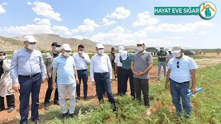 Yeşilyurt Belediyesi'nin tarımsal üretimi beğenildi