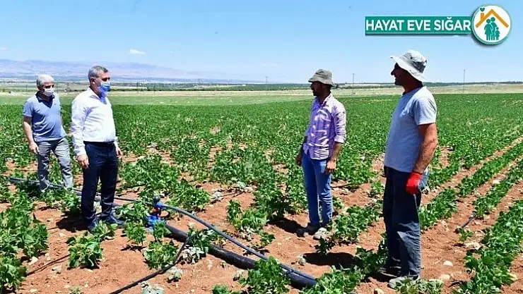 Yeşilyurt Belediyesi tarımsal arge sahasında üretimler hız kazandı