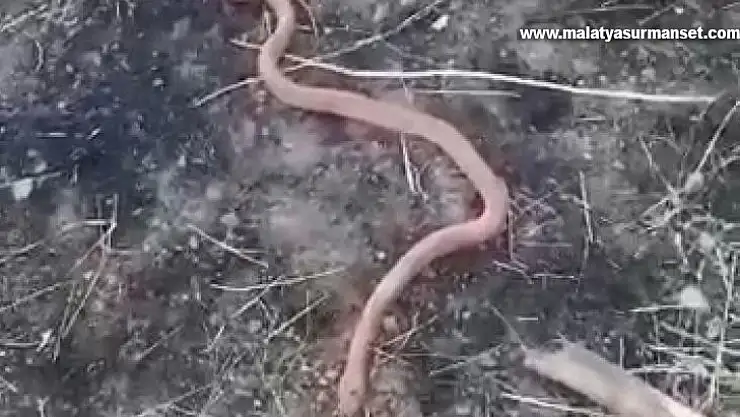 Yılanı gören köylülerin 'piton mu kobra mı' diyaloğu gülümsetti