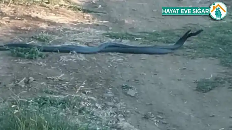 Yılanların dansı kamerada