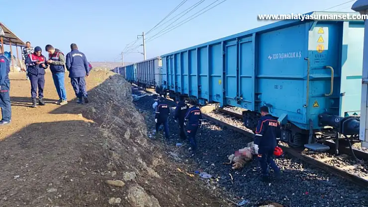 Yük treni sürüye çarptı: Çoban öldü, 30 koyun telef oldu
