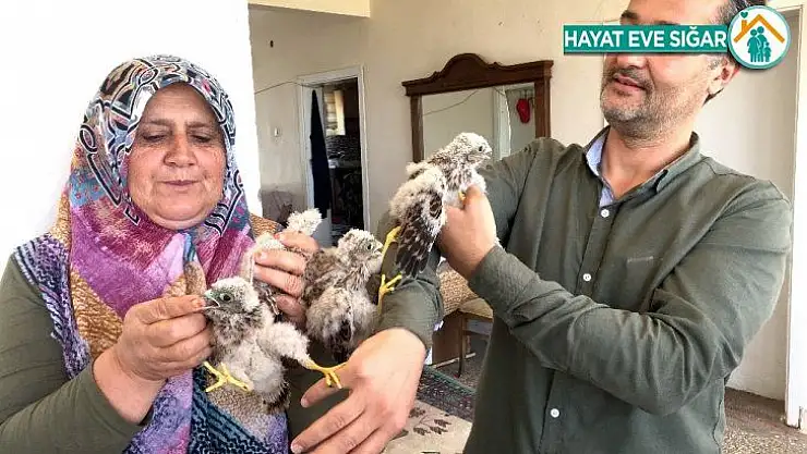 Yuvadan düşen yavru kartallar etle besleniyor