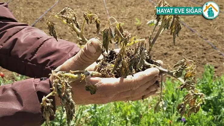 Yüzlerce dönüm tarım arazisini don vurdu, verim yüzde 50 düştü