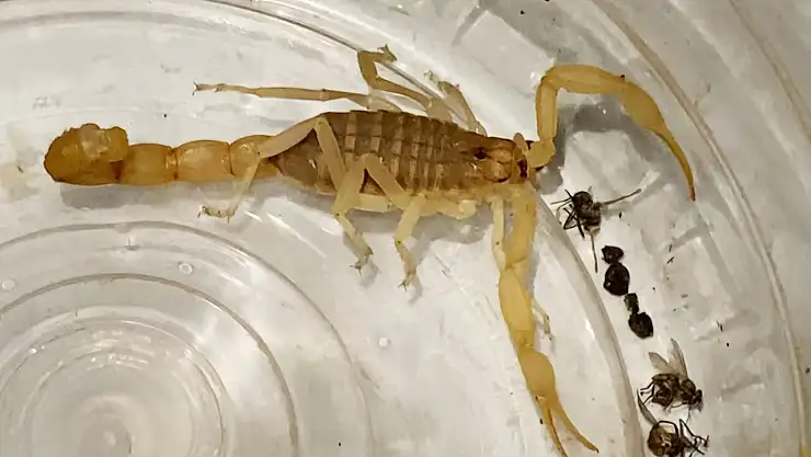 Zehri 10 Milyon Dolar! Anadolu Sarı Akrebi Satıcısı Yakalandı