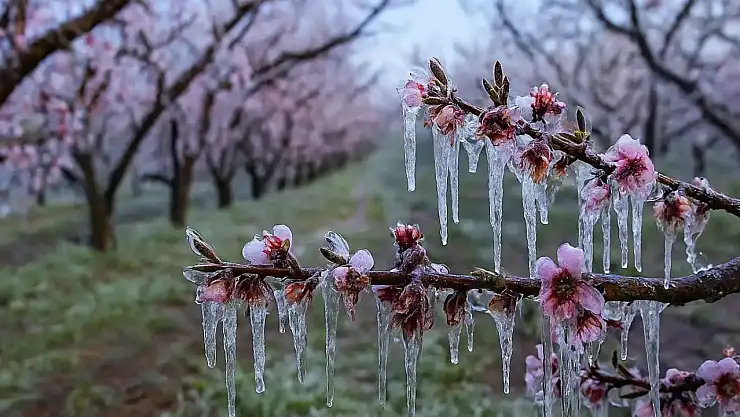 Zirai Don Desteğinde Yeni Ödeme Başladı!