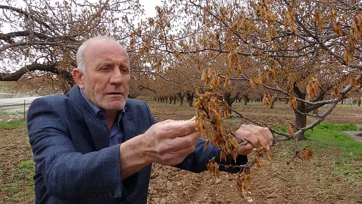 Zirai Don Malatya'yı Vurdu Üreticiler Gelecek Yıllar İçin Endişeli