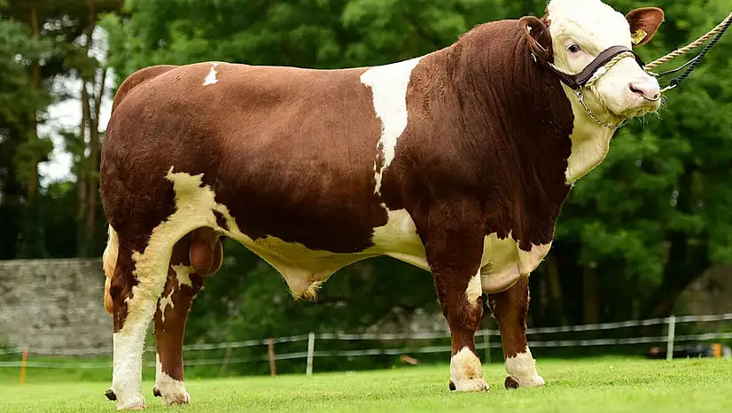 2026 yılı besilik sığır ithalatı başvuruları başladı