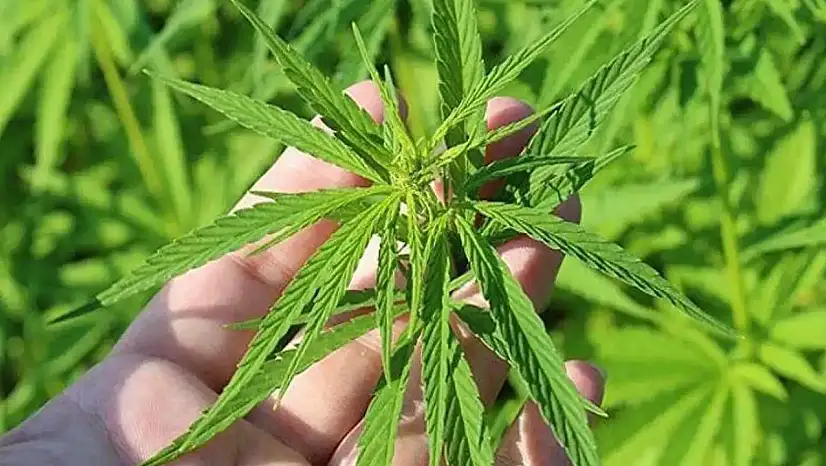 21 İlde Kenevir Üretimine İzin