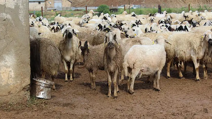 3 Bin 200 Küçükbaş Hayvanı İhaleyle Satışa Çıkarıyor