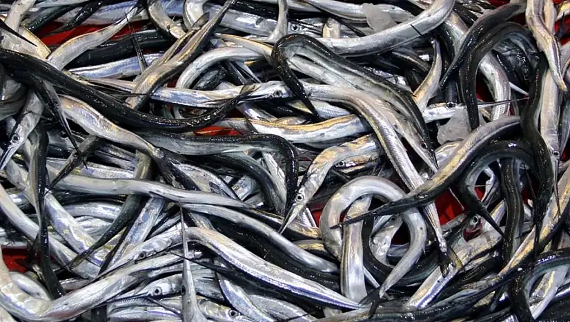 7 balık türü daha resmen tescil edildi