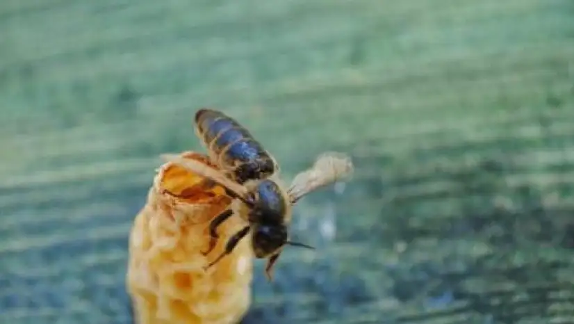 Ana Arı Üretiminde Devrim Yaratan Yerli İcat