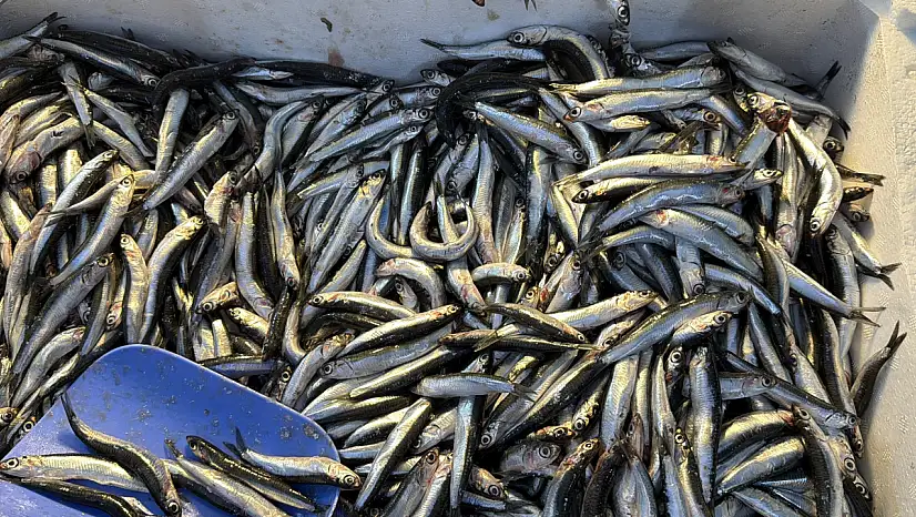 Balıkçılar Müjdeyi Verdi: Hamsi Bu Yıl Rekor Kırabilir!