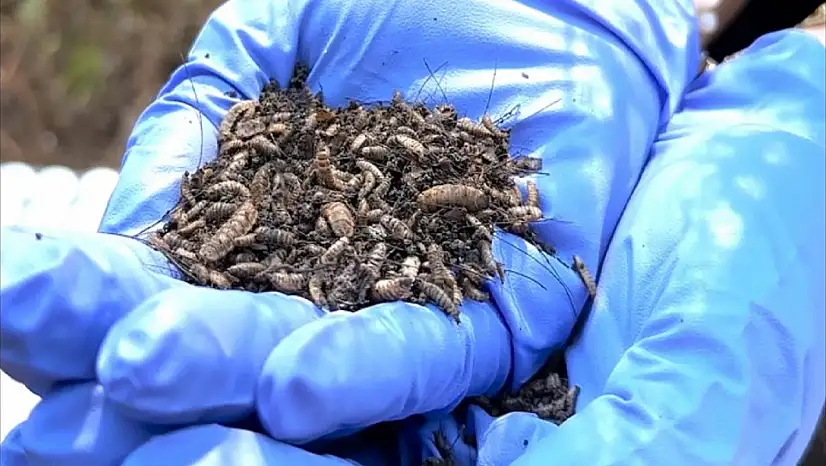 Böcek kalıntıları ölümün sırrını çözüyor!