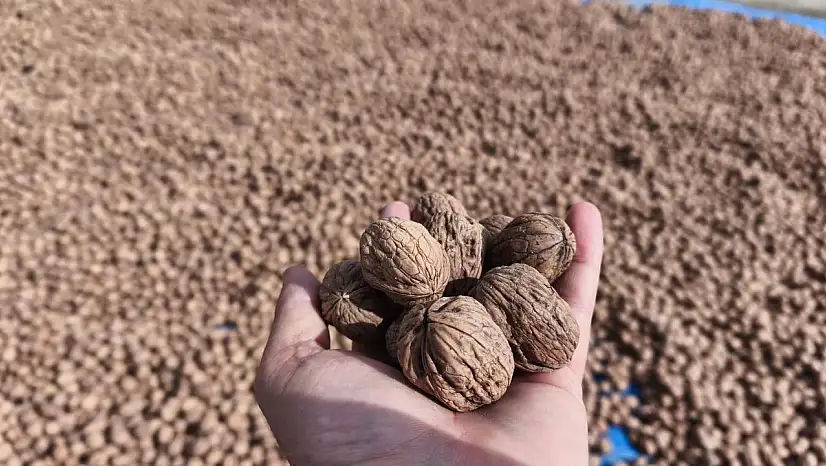 Ceviz Hasadı Başladı