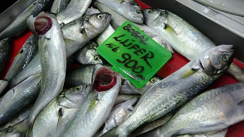 Denizlerin prensi 'lüfer' 900 liradan tezgahta