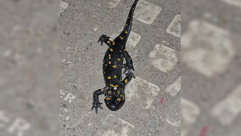 Doğanın Renkli Yüzü Malatya'da Ortaya Çıktı .
