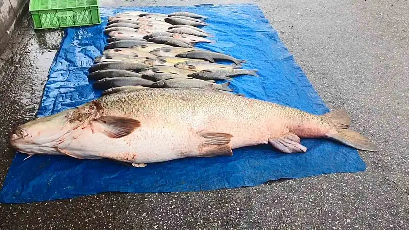 Elazığ'da 52 kilogram ağırlığında turna yakalandı