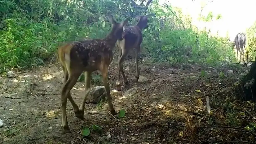 Kızıl Geyik Ailesi İlk Kez Bu Kadar Net Görüntülendi