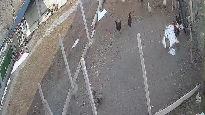 Kümese giren tilki tavuğu alıp götürdü: O anlar kamerada